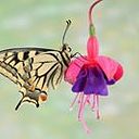 Gustavo Ribes Badenes