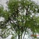 Deisy Alvarado Mojica