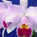 Cattleya Silvestre