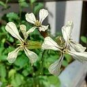 María Candela Sorribas