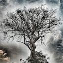 Carolina Manrique Rodriguez