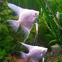 קרלוס הומברטו קרלוס הומברטו גיל