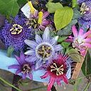 Jeanette pastor potosky