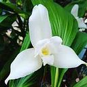 Flor de Maria Mencos Barrios