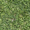 Karina Fernandez Curcio