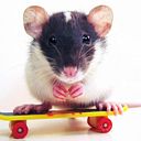 rockerrat