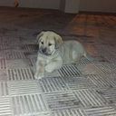 Sergio Garcia Moreno