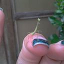 Lorraine Solano Zeledón