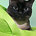gatoholic