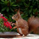 Angelica Maria Vergara