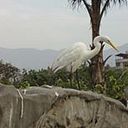 Yimy Clinton ARPASI POMA