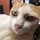 Viravadee Cholvanich