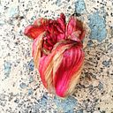 cardomomos