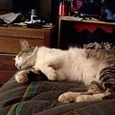 Rodrigo Carreño Medina