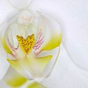 Henry Jones-Carrillo