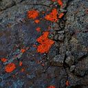 Nicole Zúñiga Meier