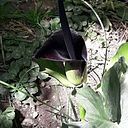 Silvia Beatriz Montengro