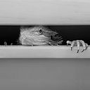 Ronald Andrew Schvarztman