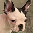 Lanuza Martello Panno