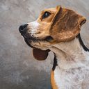 Anthony Mechán Casiano