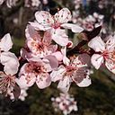 María del Pilar De La Torre