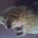 emmanuel_josue_rojas