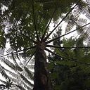 Ángela Montañez Ayala