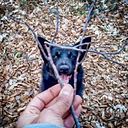 Alessandra Toffolutti