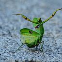 Pablo Esteban Marcote