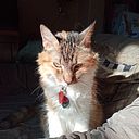 Angel Y. Roldan Rojas