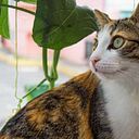 alma lópez estañol