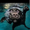 Jesus Guevara Ocando