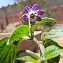 Hospedaje Floresur Tacna