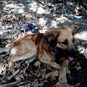 Scott Elber Palomino Flores