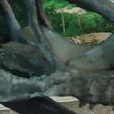 Angel Niles Alzamora Flores