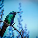 Wilder Addthevith Molina Triana