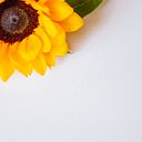 Monica Yaqueline Hernandez Bolaños