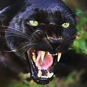 Deodatanese Viaud-Dimanche