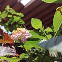 Diego Salvatierra Montenegro