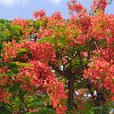 Christine G Alguacil N