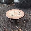 Romina Elisa Amigo Peñaloza