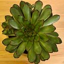 Esther Espinosa Gascò