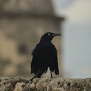 Sofía Hernández Reyes