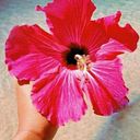 Paula María Ambrosino