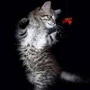 Renso Tumialan Nicho