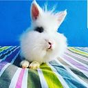 Cesar Grajeda del Pino