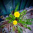 Patricia Alvarez Gonzalez