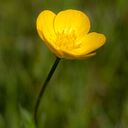 Giannina Bolós Faraboschi