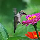 María del Rocío Segoviano Aguilar