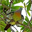 Ivy Doriann Rodriguez Berry